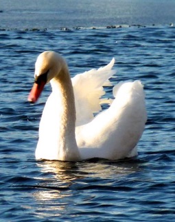 cygne