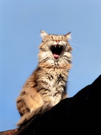 Chat bâillant assis sur un toit