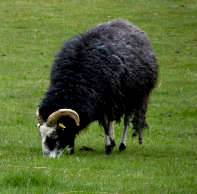 Mouton à Århus, Danemark (ma photo)