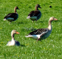 Quatre oies cendrées dans l’herbe